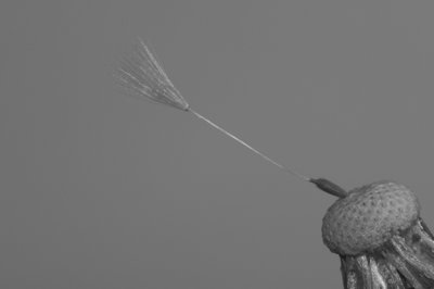 I will survive_4598476303_l.jpg